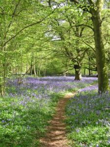 Introducing The Principles of Permaculture Design – Using Nature as our Teacher Image